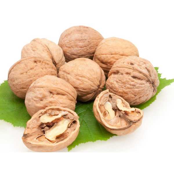 hạt óc chó Úc