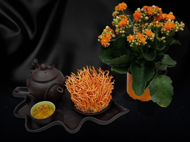 Đông trùng hạ thảo nấm nuôi nhân tạo