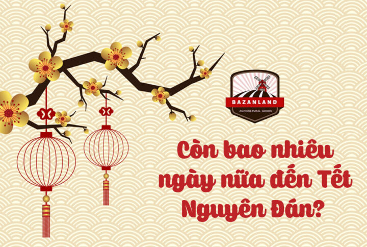 Còn bao nhiêu ngày nữa đến Tết 2025? Lịch nghỉ Tết 2025 là ngày nào?