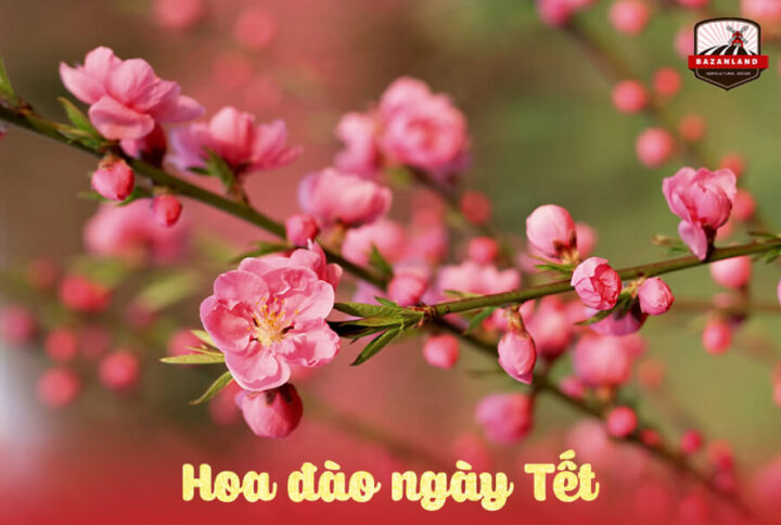 Ý nghĩa và nguồn gốc của hoa đào ngày Tết Nguyên Đán
