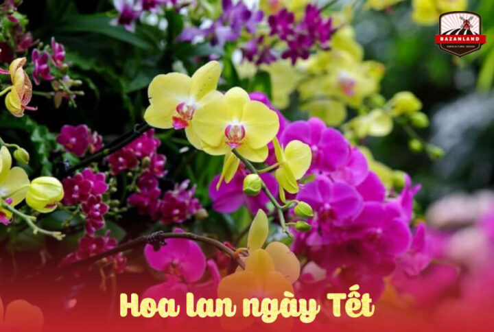 Ý nghĩa của hoa lan ngày Tết và cách chăm lan nhanh nở lâu tàn
