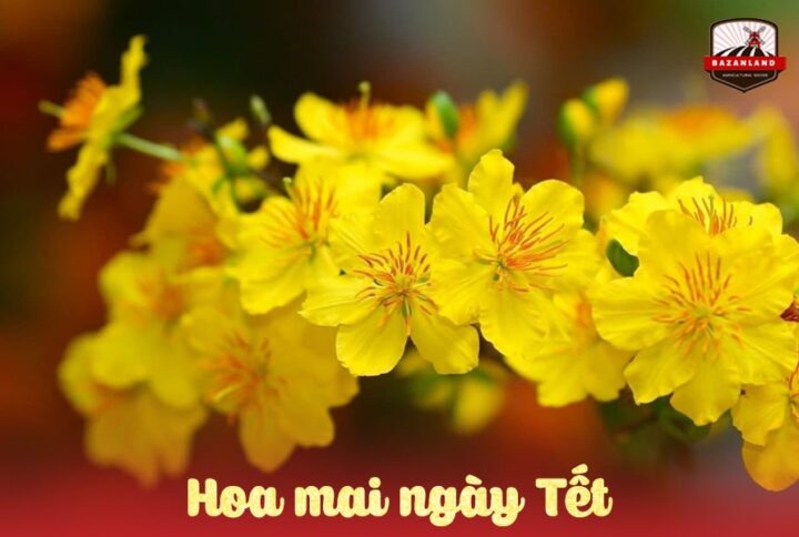 Ý nghĩa của hoa mai ngày Tết và cách chăm mai nở đúng ngày
