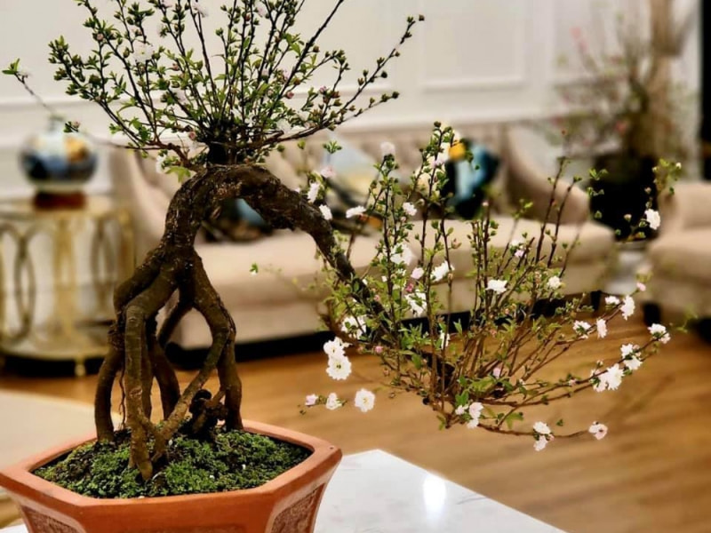 Chậu cây cảnh ngày Tết 
